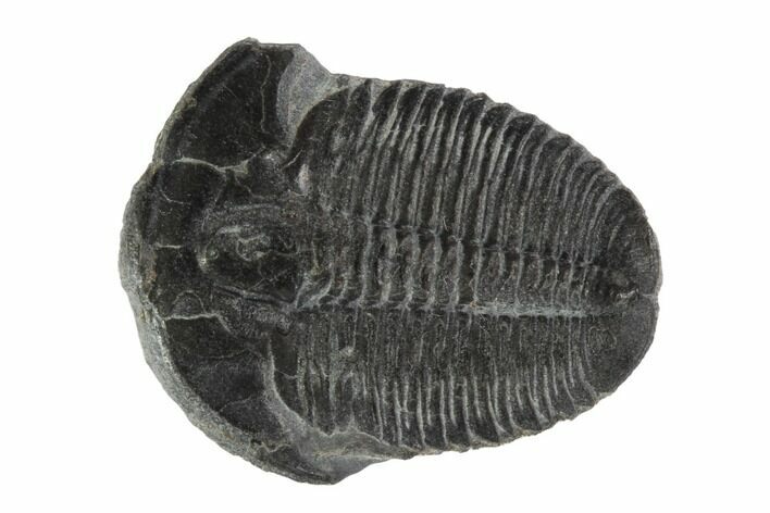 Elrathia Trilobite Fossil - Utah #97091